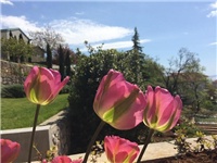 d02b8634-20160416 tulipan.jpg